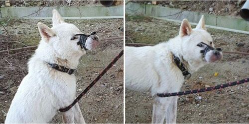 입이 묶인 채 발견된 진돗개[비글구조네트워크 제공]